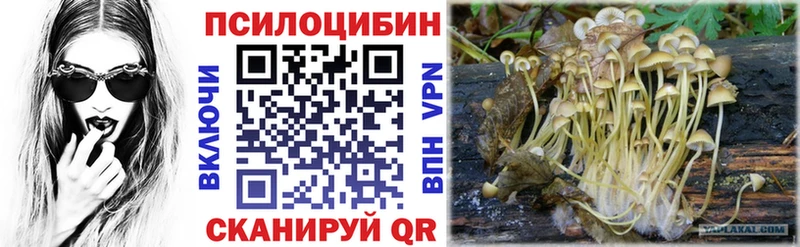 Купить  Георгиевск  Псилоцибиновые грибы Psilocybine cubensis 